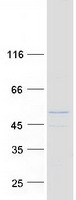 Coomassie blue staining of purified ZSWIM1 protein (Cat# TP300775). The protein was produced from HEK293T cells transfected with ZSWIM1 cDNA clone (Cat# RC200775) using MegaTran 2.0 (Cat# TT210002).