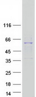 Coomassie blue staining of purified RRP8 protein (Cat# TP300844). The protein was produced from HEK293T cells transfected with RRP8 cDNA clone (Cat# RC200844) using MegaTran 2.0 (Cat# TT210002).