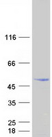 Coomassie blue staining of purified C7orf25 protein (Cat# TP300908). The protein was produced from HEK293T cells transfected with C7orf25 cDNA clone (Cat# RC200908) using MegaTran 2.0 (Cat# TT210002).