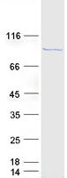 Coomassie blue staining of purified DDX21 protein (Cat# TP300917). The protein was produced from HEK293T cells transfected with DDX21 cDNA clone (Cat# RC200917) using MegaTran 2.0 (Cat# TT210002).