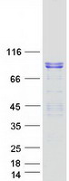 Coomassie blue staining of purified BEGAIN protein (Cat# TP300943). The protein was produced from HEK293T cells transfected with BEGAIN cDNA clone (Cat# RC200943) using MegaTran 2.0 (Cat# TT210002).