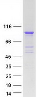 Coomassie blue staining of purified KBTBD6 protein (Cat# TP300950). The protein was produced from HEK293T cells transfected with KBTBD6 cDNA clone (Cat# RC200950) using MegaTran 2.0 (Cat# TT210002).