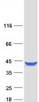 Coomassie blue staining of purified GRHPR protein (Cat# TP300963). The protein was produced from HEK293T cells transfected with GRHPR cDNA clone (Cat# RC200963) using MegaTran 2.0 (Cat# TT210002).