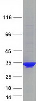 Coomassie blue staining of purified PCSK1N protein (Cat# TP301065). The protein was produced from HEK293T cells transfected with PCSK1N cDNA clone (Cat# RC201065) using MegaTran 2.0 (Cat# TT210002).