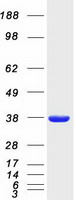 Coomassie blue staining of purified BTN3A2 protein (Cat# TP301183). The protein was produced from HEK293T cells transfected with BTN3A2 cDNA clone (Cat# RC201183) using MegaTran 2.0 (Cat# TT210002).