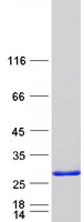 Coomassie blue staining of purified RBM42 protein (Cat# TP301202). The protein was produced from HEK293T cells transfected with RBM42 cDNA clone (Cat# RC201202) using MegaTran 2.0 (Cat# TT210002).