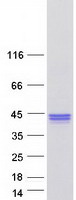 Coomassie blue staining of purified PLEKHF1 protein (Cat# TP301282). The protein was produced from HEK293T cells transfected with PLEKHF1 cDNA clone (Cat# RC201282) using MegaTran 2.0 (Cat# TT210002).