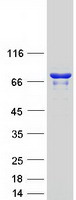Coomassie blue staining of purified ABCF3 protein (Cat# TP301403). The protein was produced from HEK293T cells transfected with ABCF3 cDNA clone (Cat# RC201403) using MegaTran 2.0 (Cat# TT210002).