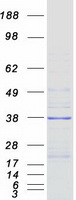 Coomassie blue staining of purified VPS37B protein (Cat# TP301432). The protein was produced from HEK293T cells transfected with VPS37B cDNA clone (Cat# RC201432) using MegaTran 2.0 (Cat# TT210002).