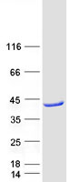 Coomassie blue staining of purified ACAD8 protein (Cat# TP301507). The protein was produced from HEK293T cells transfected with ACAD8 cDNA clone (Cat# RC201507) using MegaTran 2.0 (Cat# TT210002).