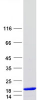 Coomassie blue staining of purified DYNLT3 protein (Cat# TP301525). The protein was produced from HEK293T cells transfected with DYNLT3 cDNA clone (Cat# RC201525) using MegaTran 2.0 (Cat# TT210002).