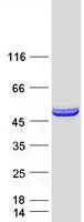 Coomassie blue staining of purified FICD protein (Cat# TP301725). The protein was produced from HEK293T cells transfected with FICD cDNA clone (Cat# RC201725) using MegaTran 2.0 (Cat# TT210002).
