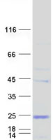 Coomassie blue staining of purified ABITRAM protein (Cat# TP301907). The protein was produced from HEK293T cells transfected with ABITRAM cDNA clone (Cat# RC201907) using MegaTran 2.0 (Cat# TT210002).