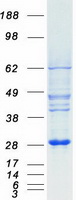 Coomassie blue staining of purified MOB3A protein (Cat# TP302225). The protein was produced from HEK293T cells transfected with MOB3A cDNA clone (Cat# RC202225) using MegaTran 2.0 (Cat# TT210002).