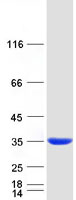 Coomassie blue staining of purified PBLD protein (Cat# TP302328). The protein was produced from HEK293T cells transfected with PBLD cDNA clone (Cat# RC202328) using MegaTran 2.0 (Cat# TT210002).