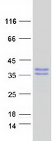 Coomassie blue staining of purified MAGEH1 protein (Cat# TP302331). The protein was produced from HEK293T cells transfected with MAGEH1 cDNA clone (Cat# RC202331) using MegaTran 2.0 (Cat# TT210002).