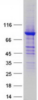 Coomassie blue staining of purified ALDH16A1 protein (Cat# TP302372). The protein was produced from HEK293T cells transfected with ALDH16A1 cDNA clone (Cat# RC202372) using MegaTran 2.0 (Cat# TT210002).