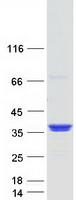 Coomassie blue staining of purified GOLPH3L protein (Cat# TP302398). The protein was produced from HEK293T cells transfected with GOLPH3L cDNA clone (Cat# RC202398) using MegaTran 2.0 (Cat# TT210002).