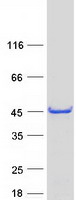 Coomassie blue staining of purified ENKD1 protein (Cat# TP302535). The protein was produced from HEK293T cells transfected with ENKD1 cDNA clone (Cat# RC202535) using MegaTran 2.0 (Cat# TT210002).