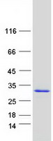 Coomassie blue staining of purified ALKBH7 protein (Cat# TP302583). The protein was produced from HEK293T cells transfected with ALKBH7 cDNA clone (Cat# RC202583) using MegaTran 2.0 (Cat# TT210002).