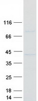 Coomassie blue staining of purified CAPZA2 protein (Cat# TP302764). The protein was produced from HEK293T cells transfected with CAPZA2 cDNA clone (Cat# RC202764) using MegaTran 2.0 (Cat# TT210002).