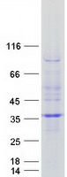 Coomassie blue staining of purified RWDD2A protein (Cat# TP303103). The protein was produced from HEK293T cells transfected with RWDD2A cDNA clone (Cat# RC203103) using MegaTran 2.0 (Cat# TT210002).