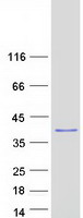 Coomassie blue staining of purified C11orf58 protein (Cat# TP303329). The protein was produced from HEK293T cells transfected with C11orf58 cDNA clone (Cat# RC203329) using MegaTran 2.0 (Cat# TT210002).