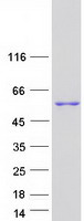 Coomassie blue staining of purified RTL10 protein (Cat# TP303371). The protein was produced from HEK293T cells transfected with RTL10 cDNA clone (Cat# RC203371) using MegaTran 2.0 (Cat# TT210002).