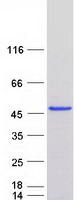 Coomassie blue staining of purified ATG3 protein (Cat# TP303453). The protein was produced from HEK293T cells transfected with ATG3 cDNA clone (Cat# RC203453) using MegaTran 2.0 (Cat# TT210002).
