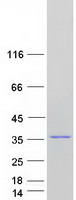 Coomassie blue staining of purified TCEAL3 protein (Cat# TP303524). The protein was produced from HEK293T cells transfected with TCEAL3 cDNA clone (Cat# RC203524) using MegaTran 2.0 (Cat# TT210002).