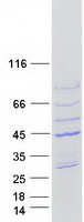 Coomassie blue staining of purified ACTRT3 protein (Cat# TP303548). The protein was produced from HEK293T cells transfected with ACTRT3 cDNA clone (Cat# RC203548) using MegaTran 2.0 (Cat# TT210002).