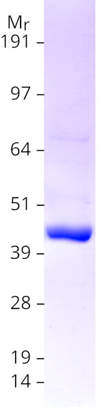 Coomassie blue staining of purified HPDL protein (Cat# TP303550). The protein was produced from HEK293T cells transfected with HPDL cDNA clone (Cat# RC203550) using MegaTran 2.0 (Cat# TT210002).