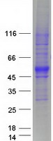 Coomassie blue staining of purified SPNS1 protein (Cat# TP303567). The protein was produced from HEK293T cells transfected with SPNS1 cDNA clone (Cat# RC203567) using MegaTran 2.0 (Cat# TT210002).