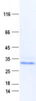 Coomassie blue staining of purified PAGE5 protein (Cat# TP303636). The protein was produced from HEK293T cells transfected with PAGE5 cDNA clone (Cat# RC203636) using MegaTran 2.0 (Cat# TT210002).