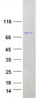 Coomassie blue staining of purified LRRC40 protein (Cat# TP303697). The protein was produced from HEK293T cells transfected with LRRC40 cDNA clone (Cat# RC203697) using MegaTran 2.0 (Cat# TT210002).