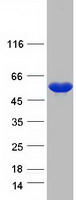 Coomassie blue staining of purified NPEPL1 protein (Cat# TP303704). The protein was produced from HEK293T cells transfected with NPEPL1 cDNA clone (Cat# RC203704) using MegaTran 2.0 (Cat# TT210002).
