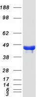 Coomassie blue staining of purified PHYHIPL protein (Cat# TP303950). The protein was produced from HEK293T cells transfected with PHYHIPL cDNA clone (Cat# RC203950) using MegaTran 2.0 (Cat# TT210002).