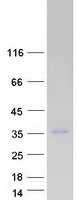 Coomassie blue staining of purified PLEKHF2 protein (Cat# TP303964). The protein was produced from HEK293T cells transfected with PLEKHF2 cDNA clone (Cat# RC203964) using MegaTran 2.0 (Cat# TT210002).