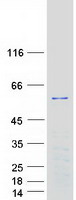 Coomassie blue staining of purified PLEKHO1 protein (Cat# TP303969). The protein was produced from HEK293T cells transfected with PLEKHO1 cDNA clone (Cat# RC203969) using MegaTran 2.0 (Cat# TT210002).