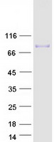 Coomassie blue staining of purified COL9A3 protein (Cat# TP304010). The protein was produced from HEK293T cells transfected with COL9A3 cDNA clone (Cat# RC204010) using MegaTran 2.0 (Cat# TT210002).