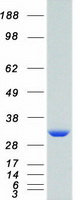Coomassie blue staining of purified SFN protein (Cat# TP304045). The protein was produced from HEK293T cells transfected with SFN cDNA clone (Cat# RC204045) using MegaTran 2.0 (Cat# TT210002).
