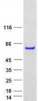 Coomassie blue staining of purified ARC protein (Cat# TP304129). The protein was produced from HEK293T cells transfected with ARC cDNA clone (Cat# RC204129) using MegaTran 2.0 (Cat# TT210002).