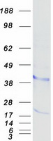 Coomassie blue staining of purified BST1 protein (Cat# TP304151). The protein was produced from HEK293T cells transfected with BST1 cDNA clone (Cat# RC204151) using MegaTran 2.0 (Cat# TT210002).