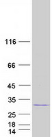 Coomassie blue staining of purified MALSU1 protein (Cat# TP304263). The protein was produced from HEK293T cells transfected with MALSU1 cDNA clone (Cat# RC204263) using MegaTran 2.0 (Cat# TT210002).