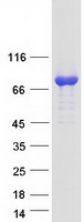 Coomassie blue staining of purified KIF1BP protein (Cat# TP304278). The protein was produced from HEK293T cells transfected with KIF1BP cDNA clone (Cat# RC204278) using MegaTran 2.0 (Cat# TT210002).