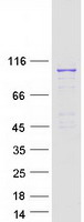 Coomassie blue staining of purified RASEF protein (Cat# TP304341). The protein was produced from HEK293T cells transfected with RASEF cDNA clone (Cat# RC204341) using MegaTran 2.0 (Cat# TT210002).