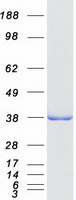 Coomassie blue staining of purified ADPRHL2 protein (Cat# TP304342). The protein was produced from HEK293T cells transfected with ADPRHL2 cDNA clone (Cat# RC204342) using MegaTran 2.0 (Cat# TT210002).