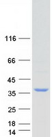 Coomassie blue staining of purified FAM192A protein (Cat# TP304378). The protein was produced from HEK293T cells transfected with FAM192A cDNA clone (Cat# RC204378) using MegaTran 2.0 (Cat# TT210002).
