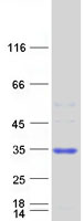 Coomassie blue staining of purified COA7 protein (Cat# TP304387). The protein was produced from HEK293T cells transfected with COA7 cDNA clone (Cat# RC204387) using MegaTran 2.0 (Cat# TT210002).