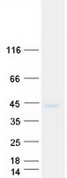 Coomassie blue staining of purified SEH1L protein (Cat# TP304536). The protein was produced from HEK293T cells transfected with SEH1L cDNA clone (Cat# RC204536) using MegaTran 2.0 (Cat# TT210002).